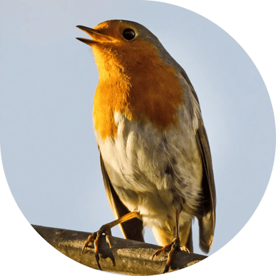 Singing robin on a branch