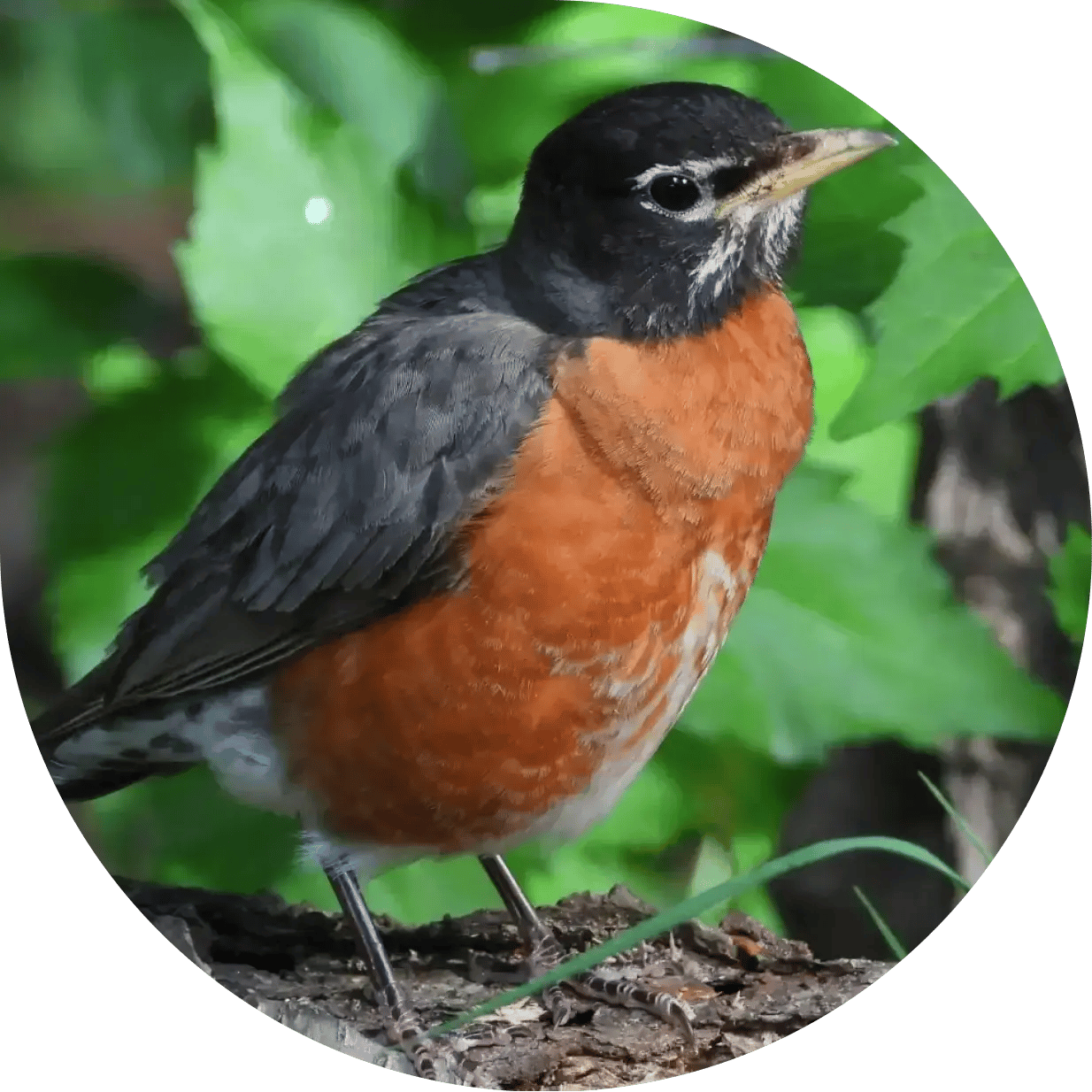 American Robin