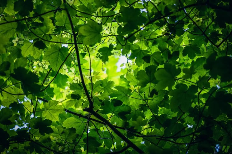 Green leafs on a tree