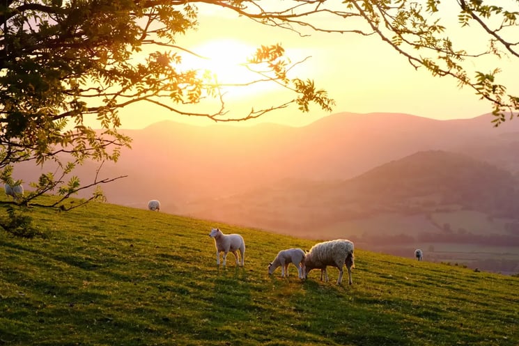 Sheep grazing a field at sunset