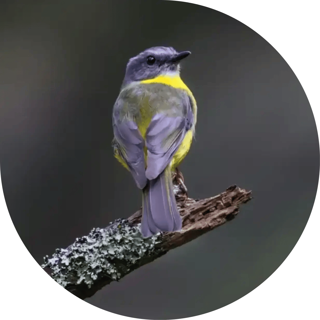 Australian Robin