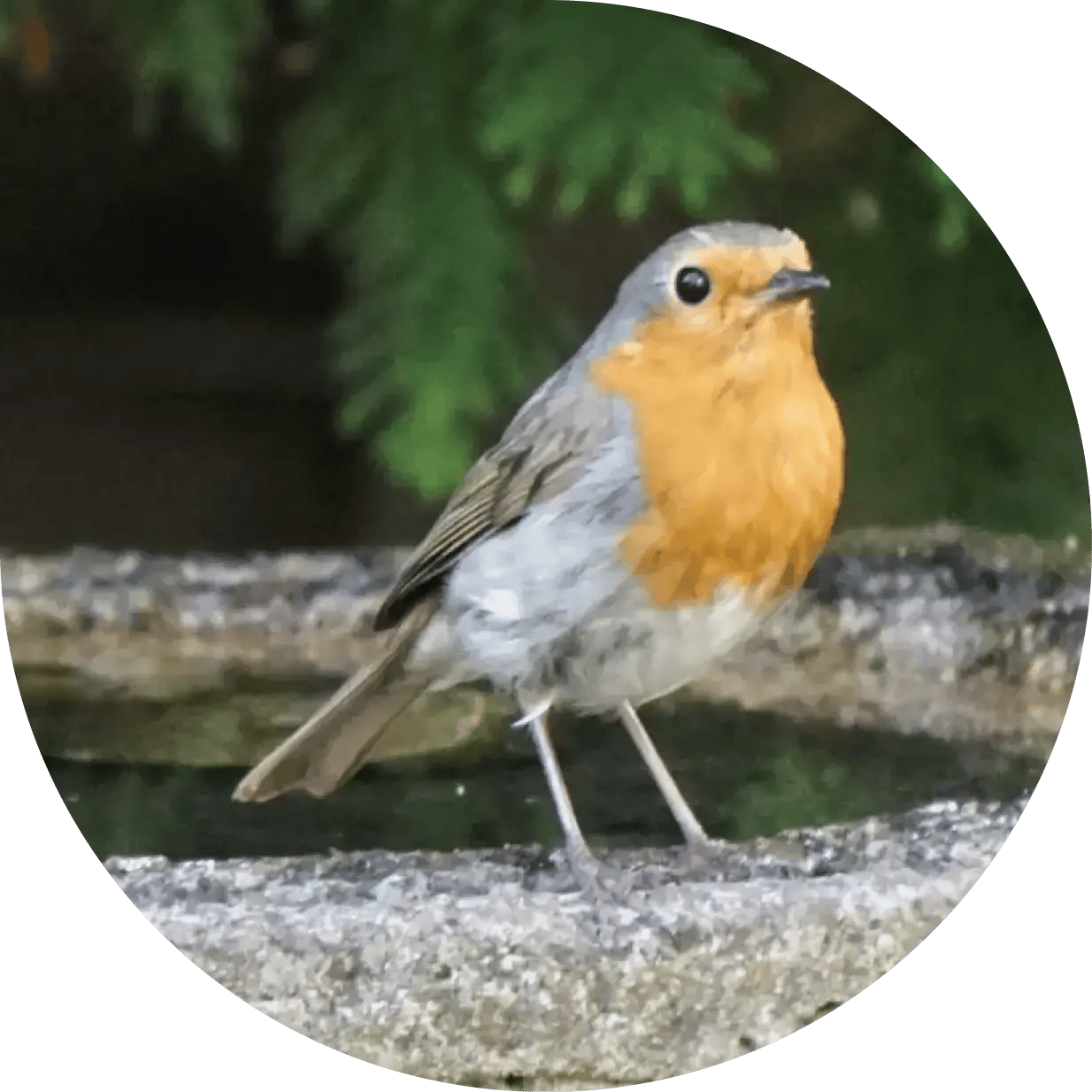 Autumn Robin 2