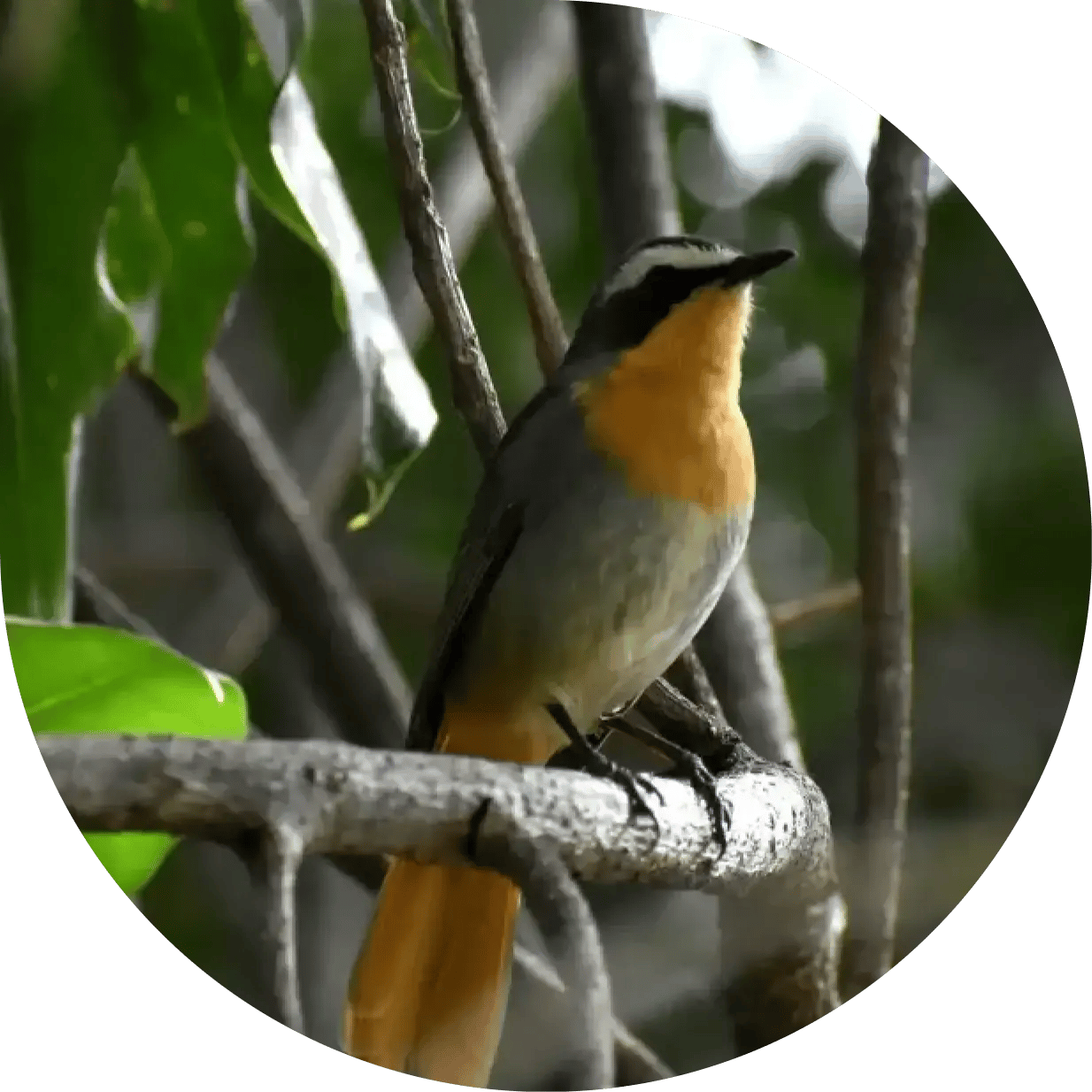 Cape Robin-chat