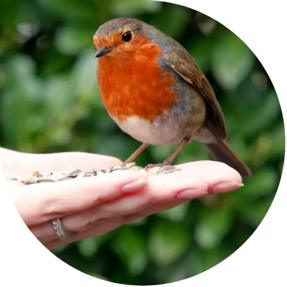 Caring-for-robins