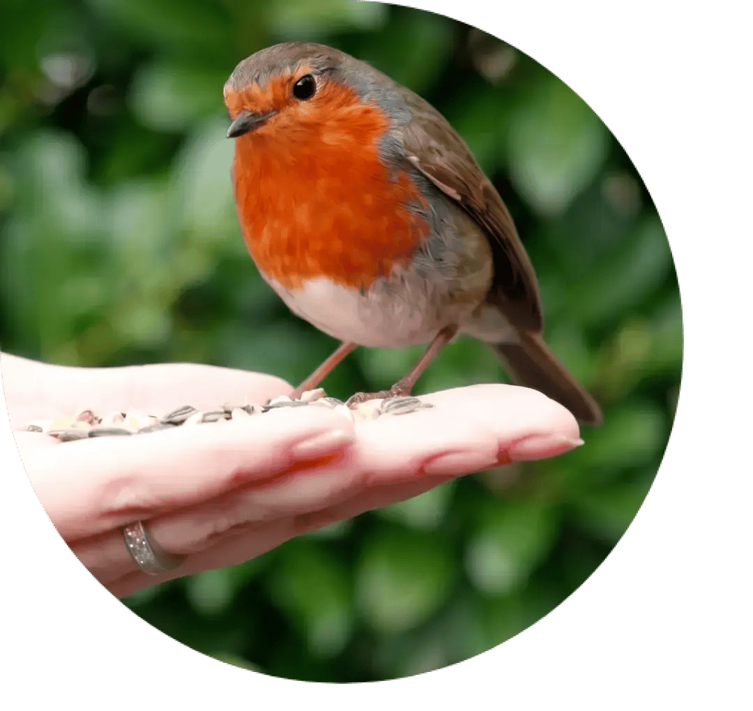 Caring-for-robins