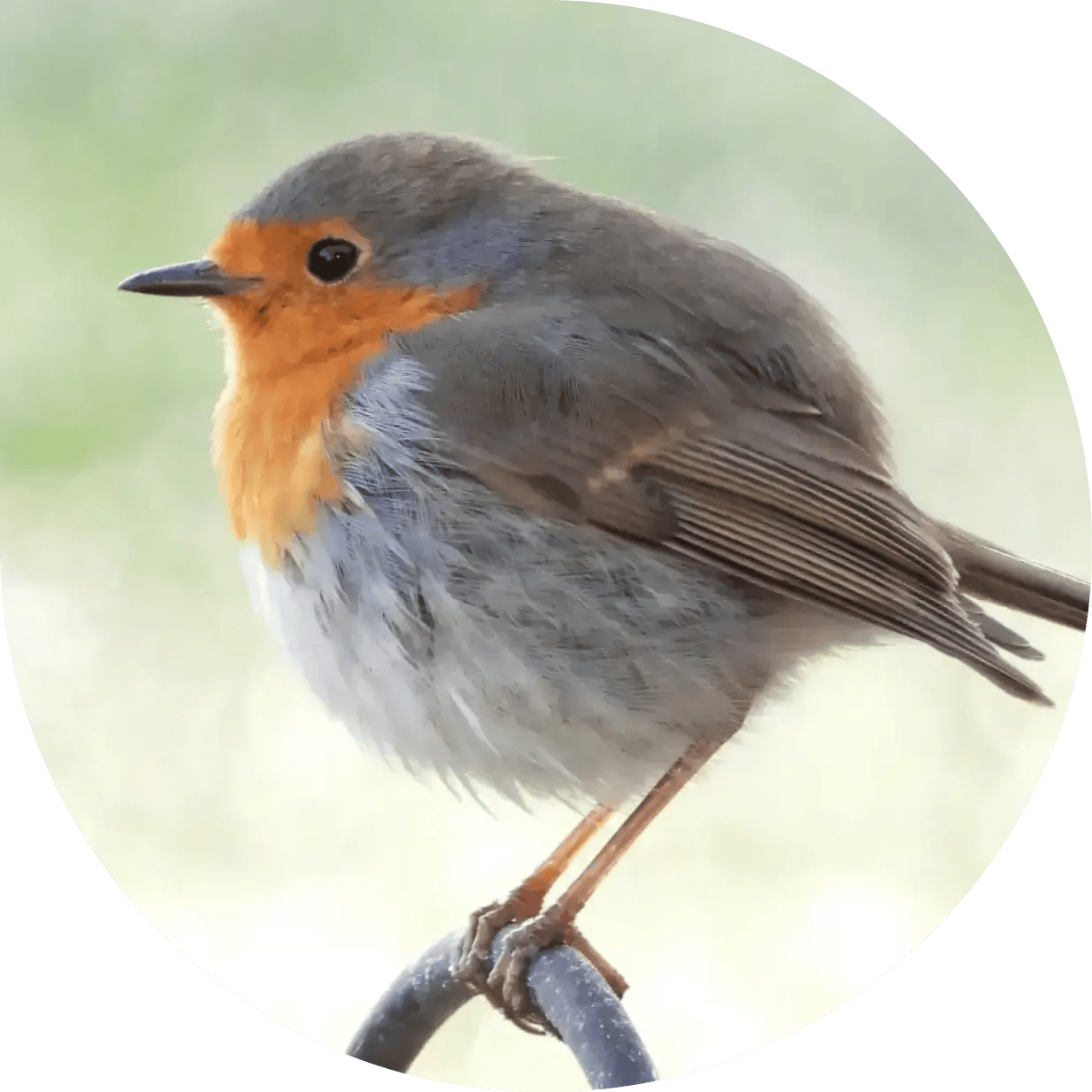 European Robin