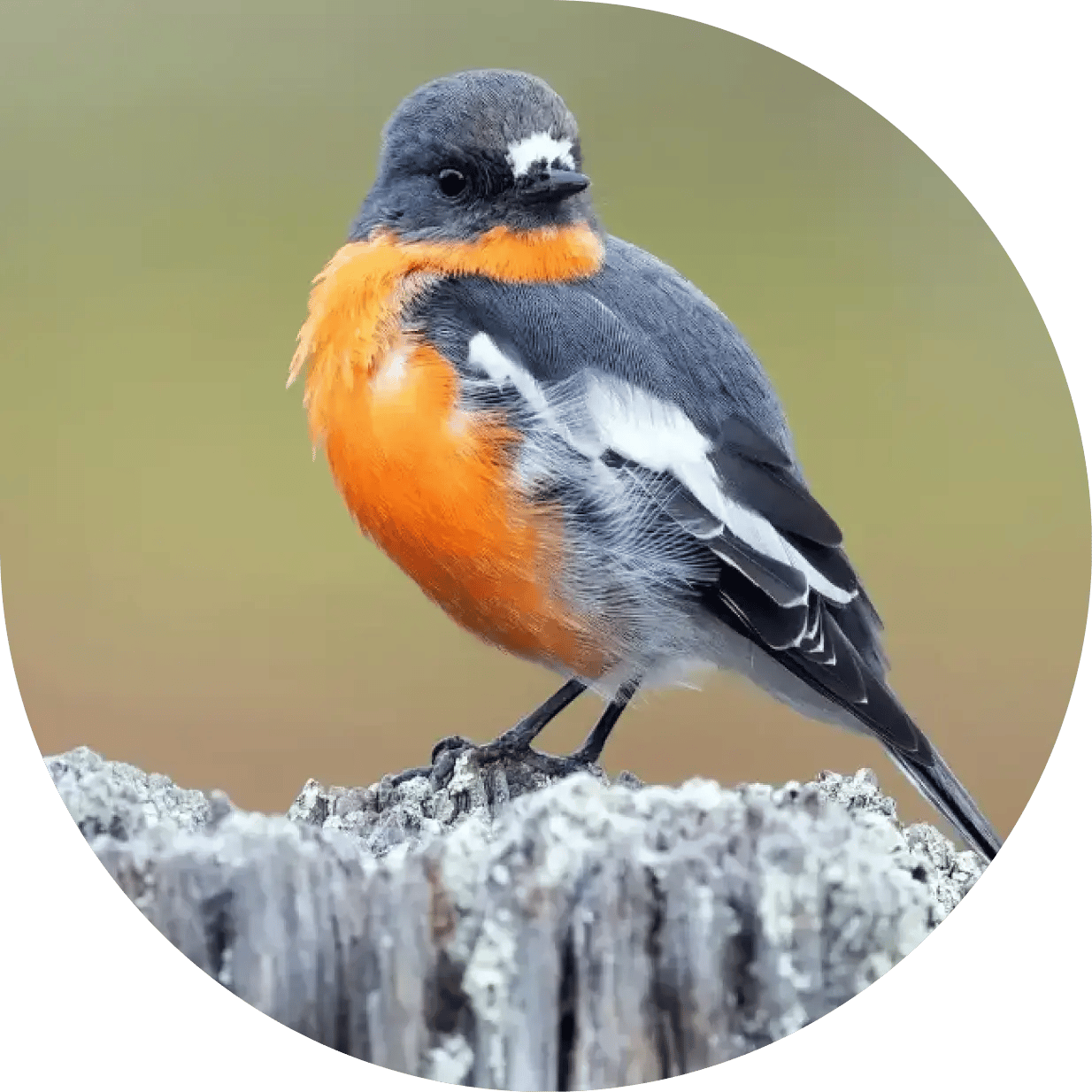 Flame Robin