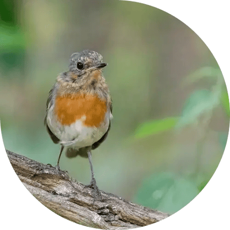 A robin with ruffled feathers