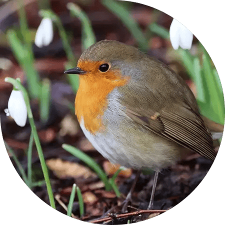 A robin sat on the ground with white flowers around it