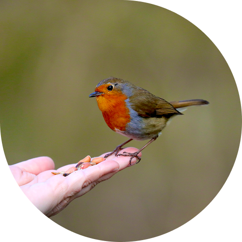 A robin sat on a hand, eating seeds