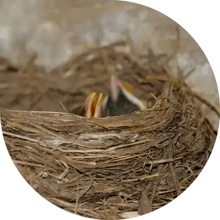 Robin hatchlings in a nest