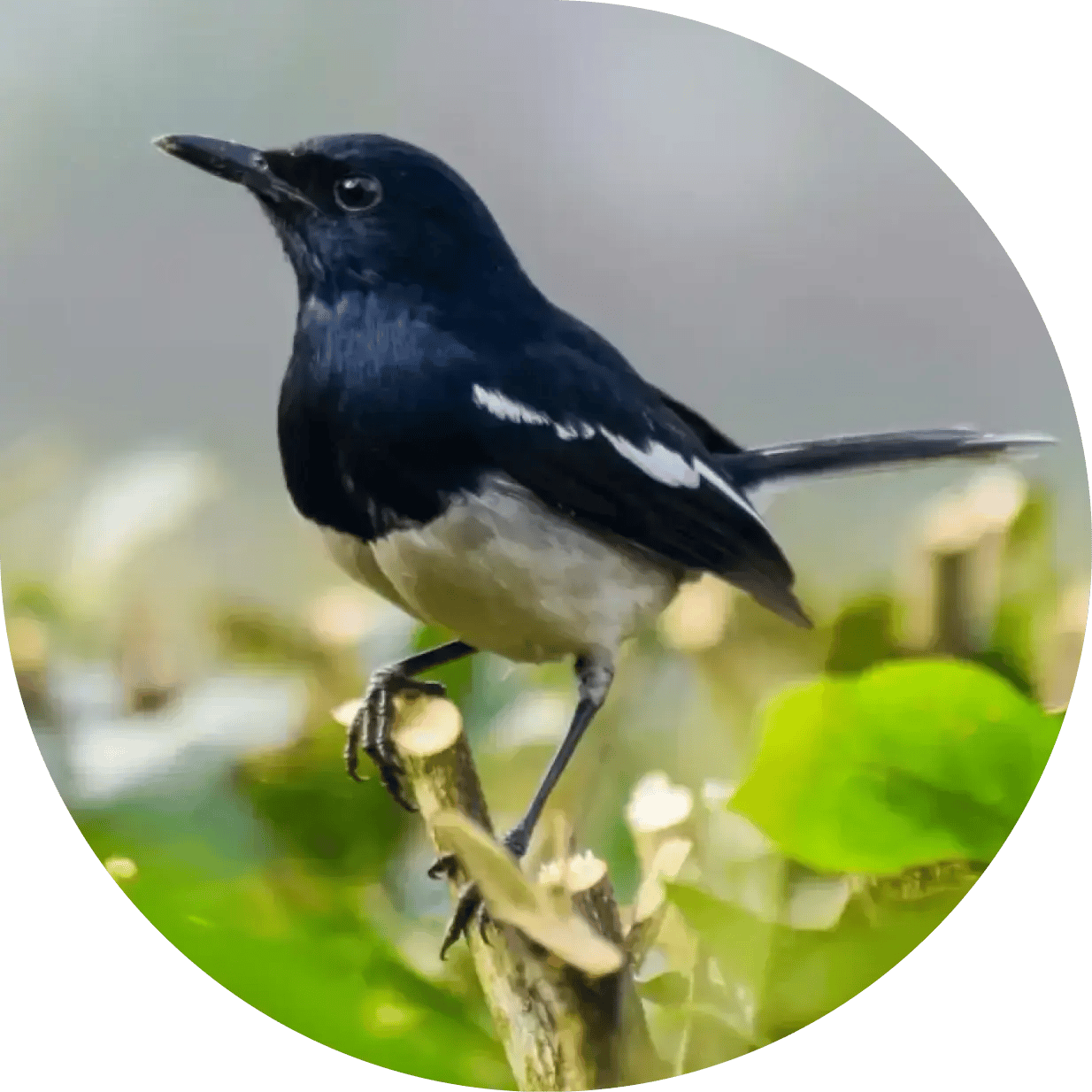Oriental Magpie-robin