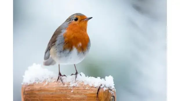 Robin Seasons