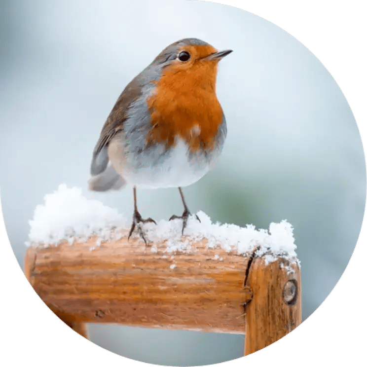 Robin Seasons