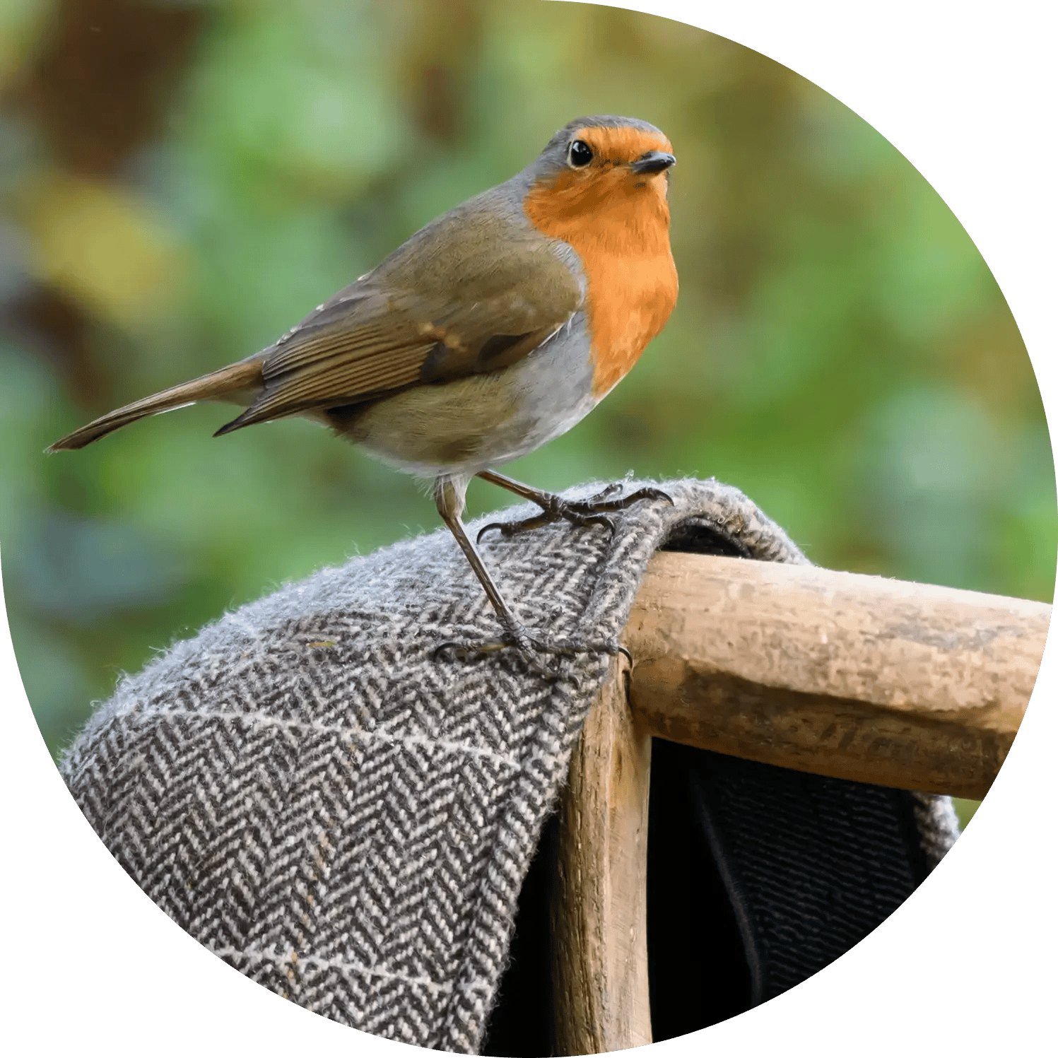 Robin on a hat