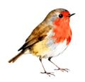 Robin-8 Robin-8