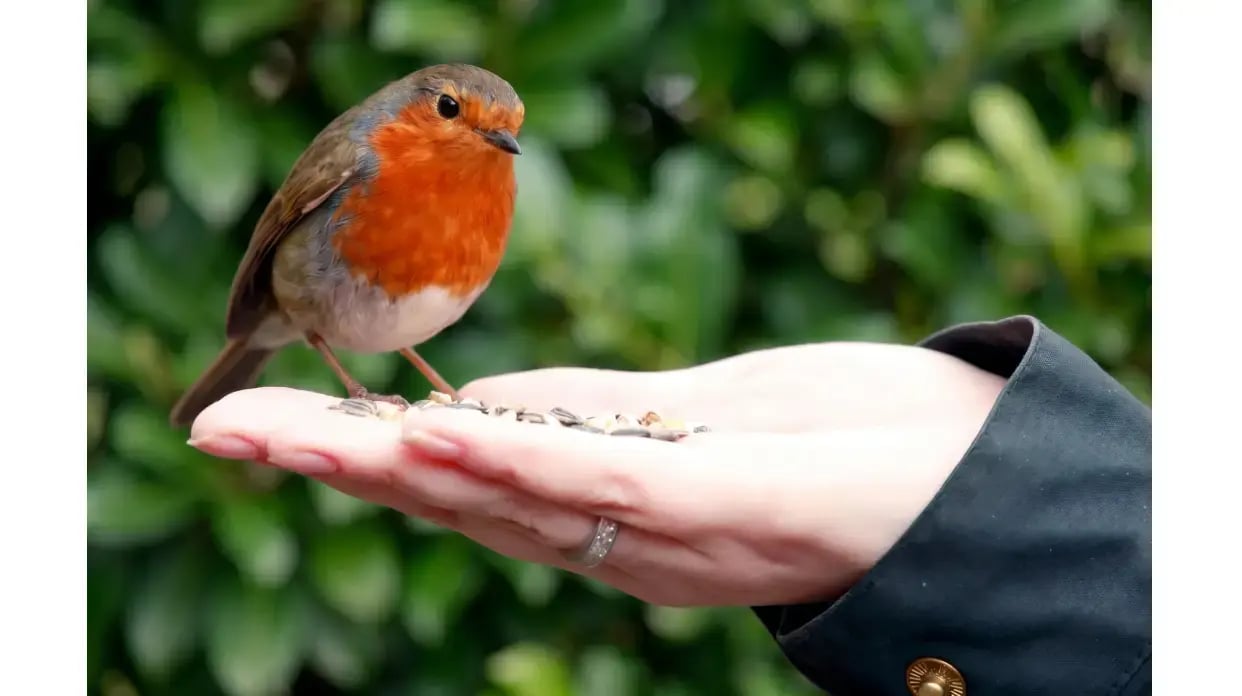 Robin-Header-Mobile 2
