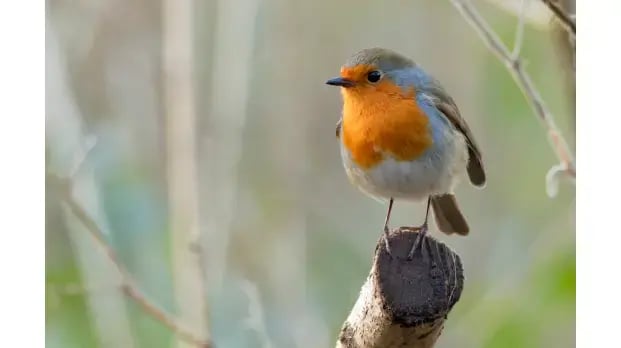Robins Appear