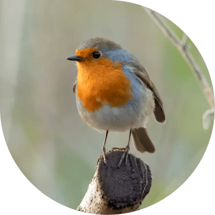 Robins Appear