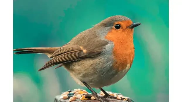 Robins around the world