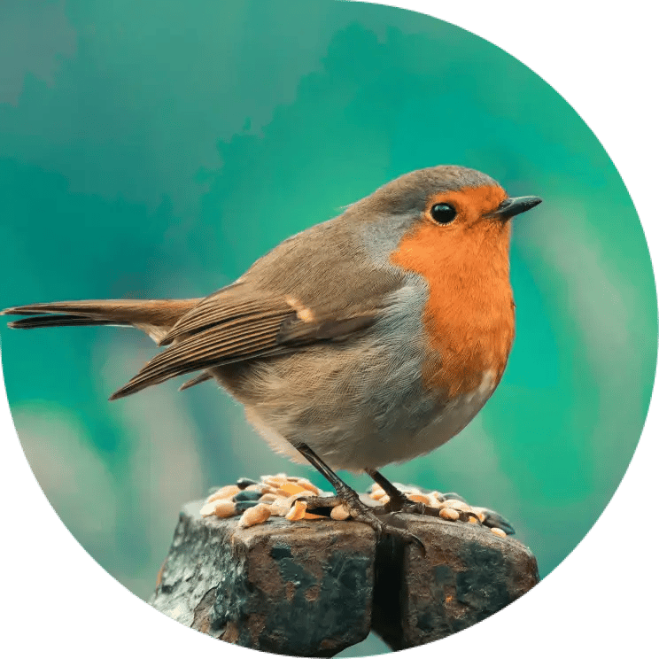 Robins around the world