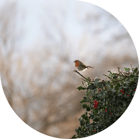 A robin sat on a bush 