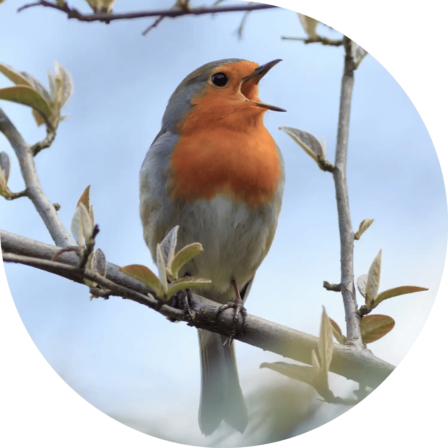 Robin singing in a tree