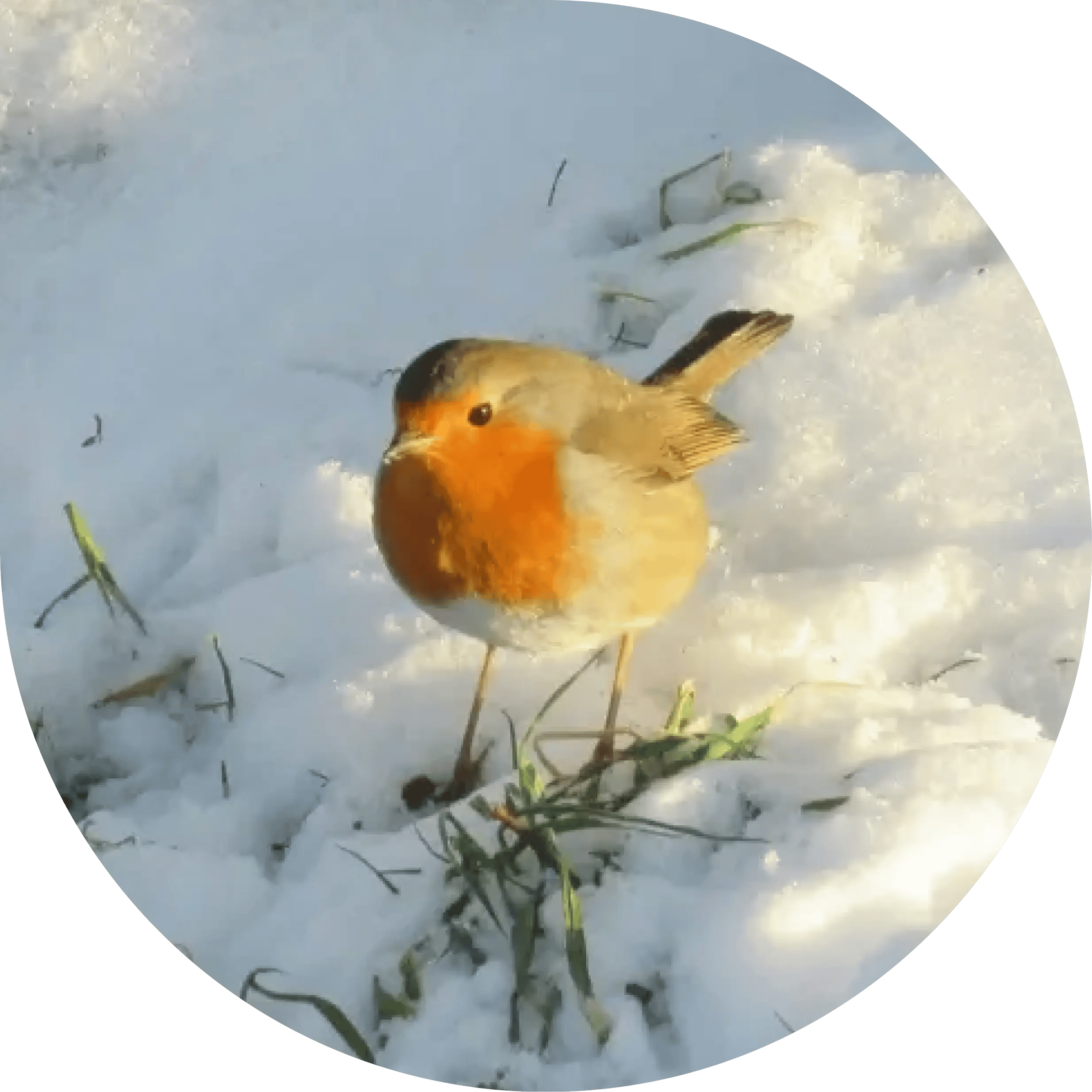 Winter Robin