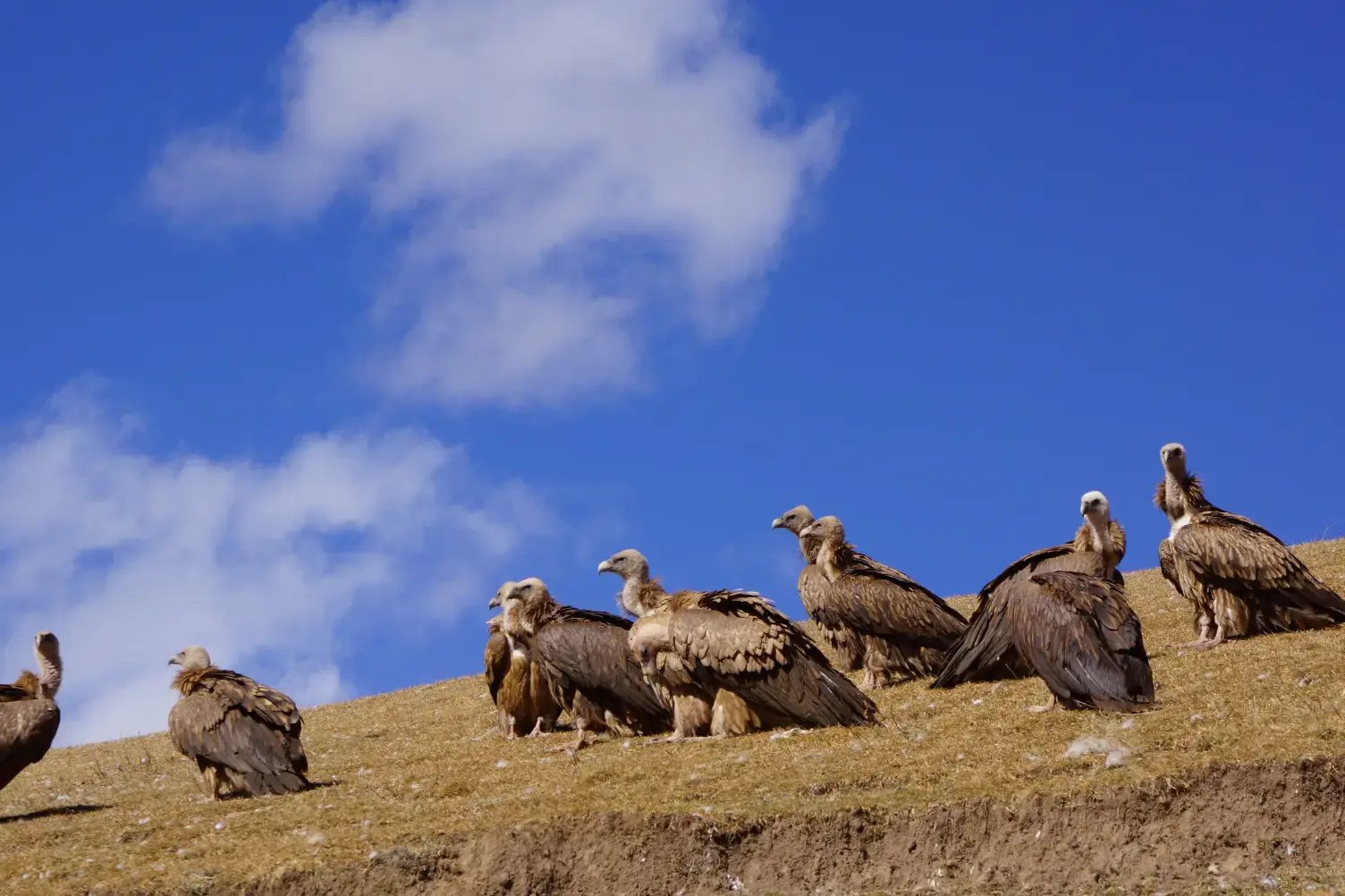 Vultures on a hill