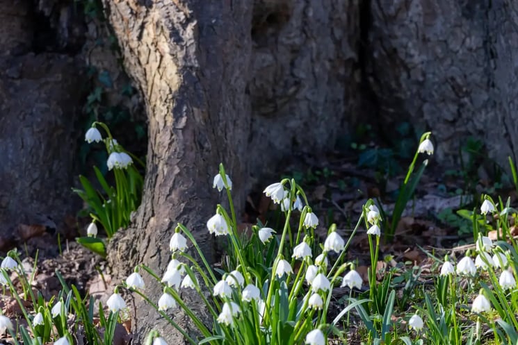 White flowers by a tree