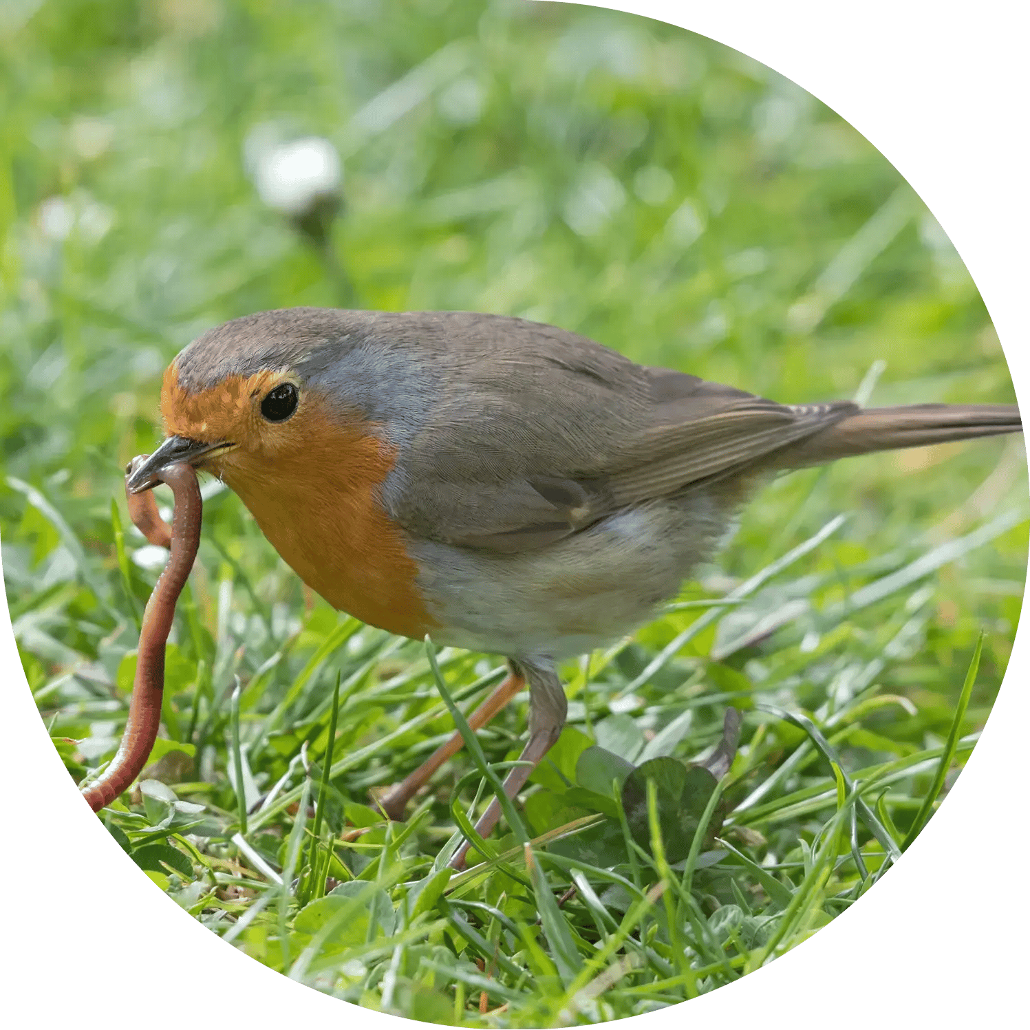 robin garden 2Website Header Template Desktop without Petal