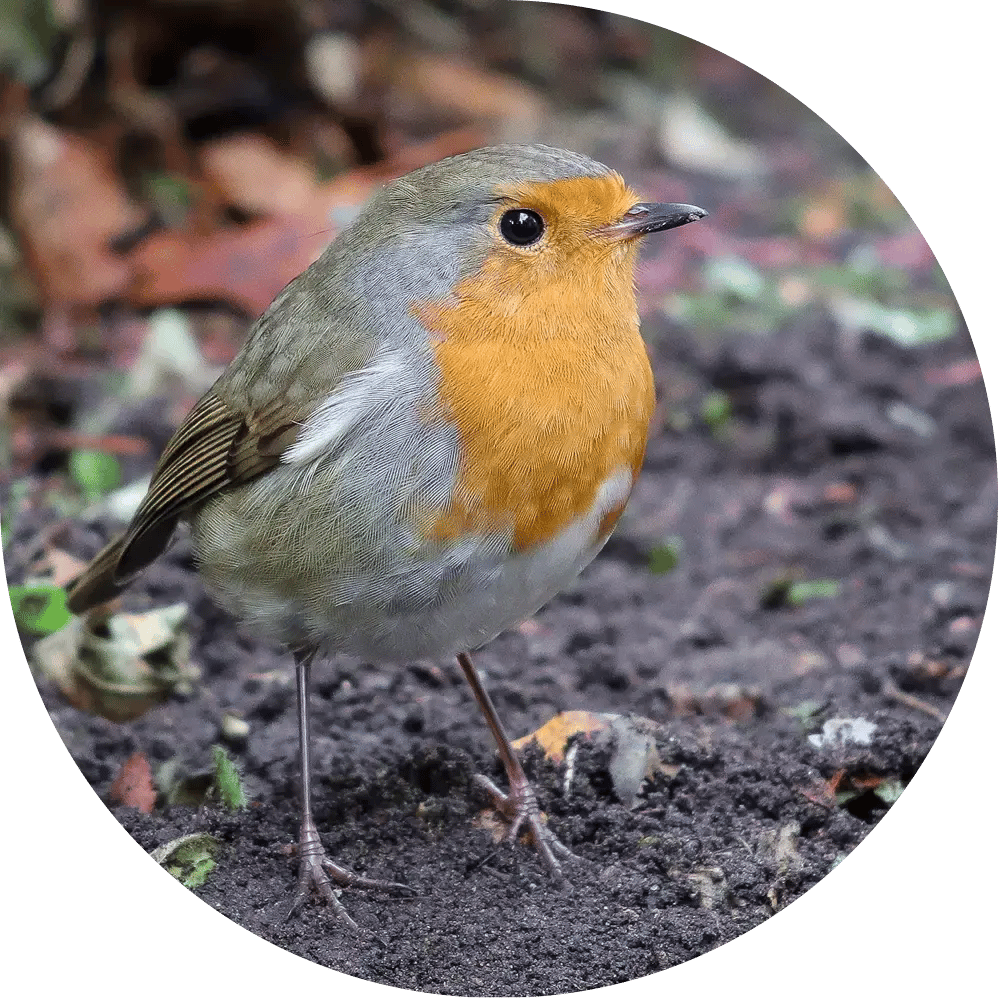 robin garden 3Website Header Template Desktop without Petal