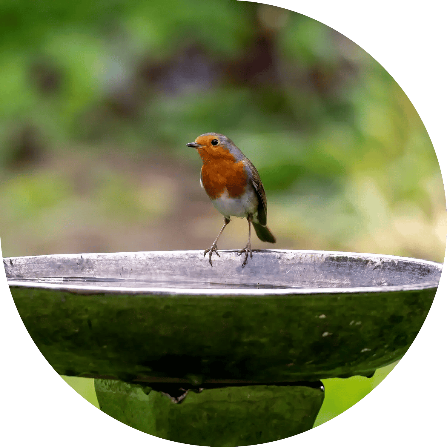 robin garden 4Website Header Template Desktop without Petal
