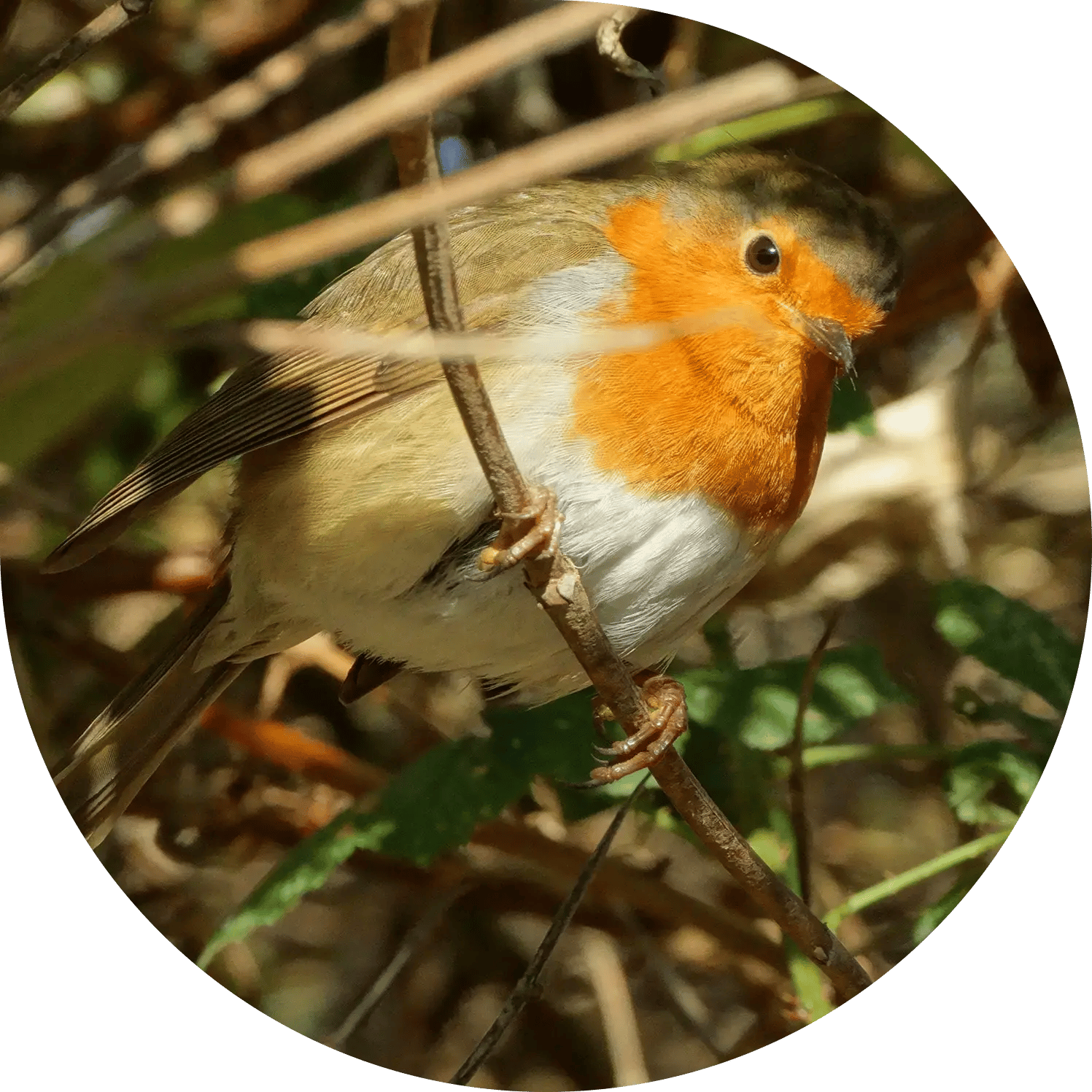robin garden 5Website Header Template Desktop without Petal