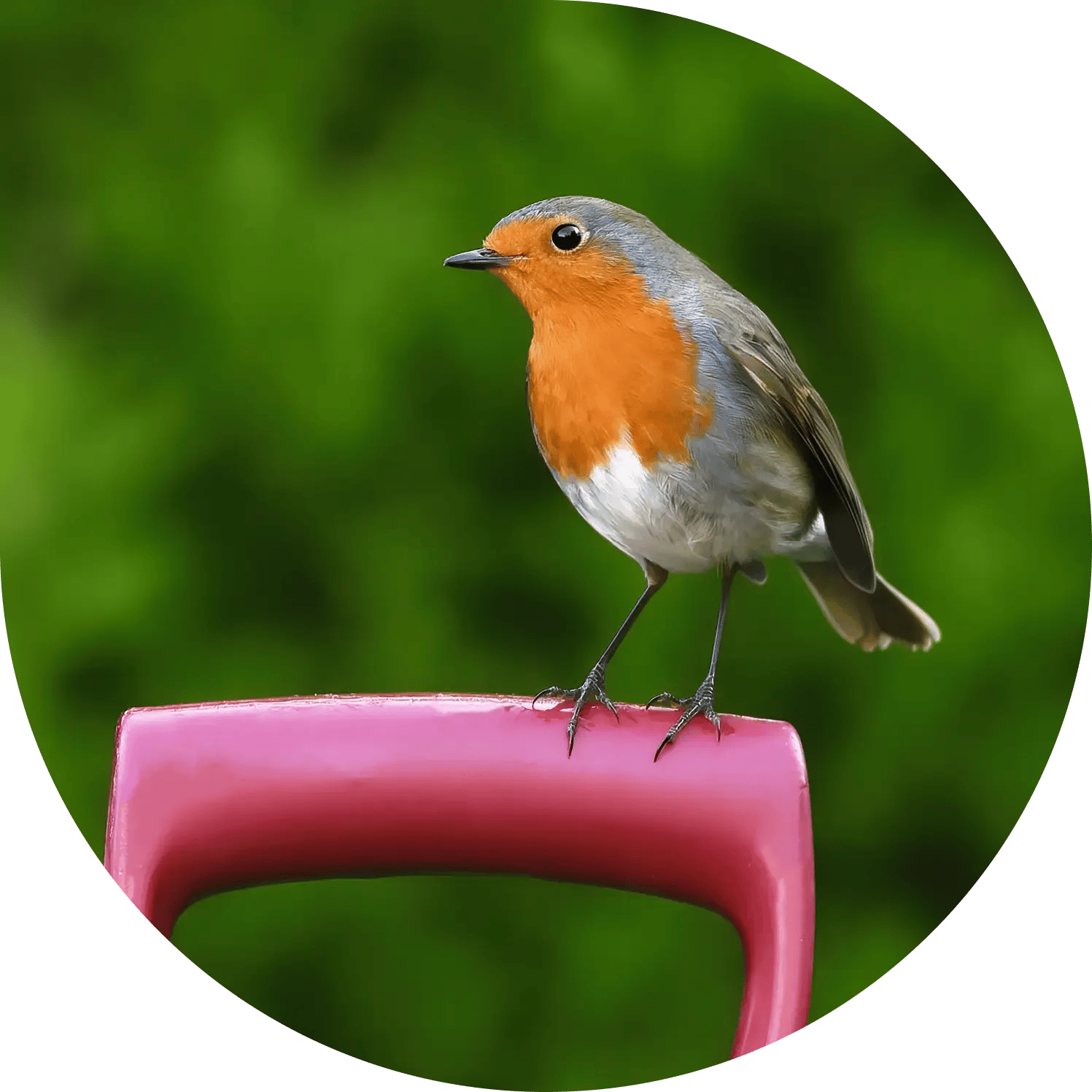robin garden 6