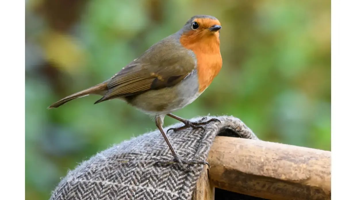 Robin on a hat
