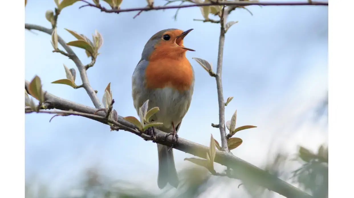 Robin singing in a tree