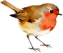 An image of an illustrated robin