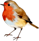 An illustrated robin facing left An illustrated robin facing left