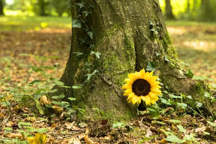 A sunflower by a tree in the woods