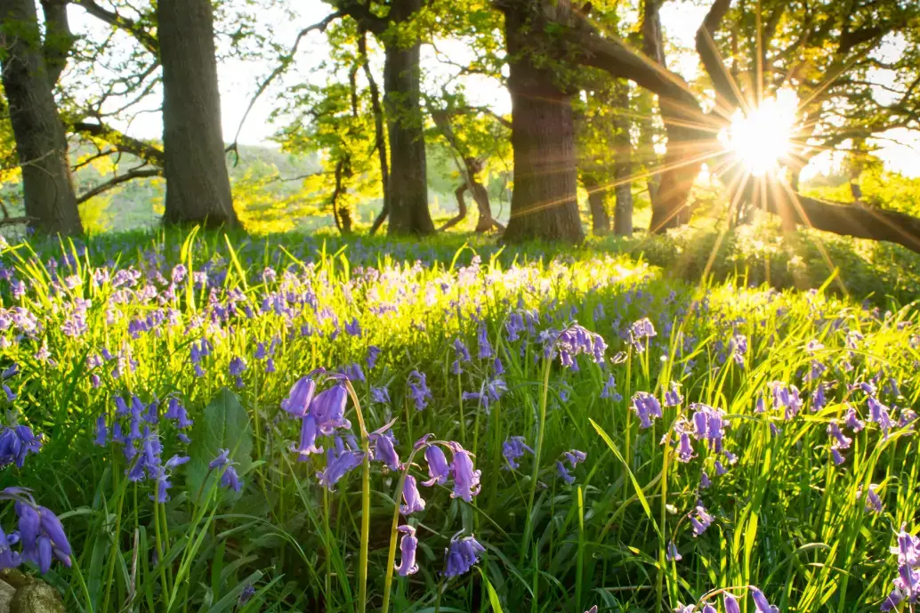 Funeral regulation in the UK: Why the law needs to change