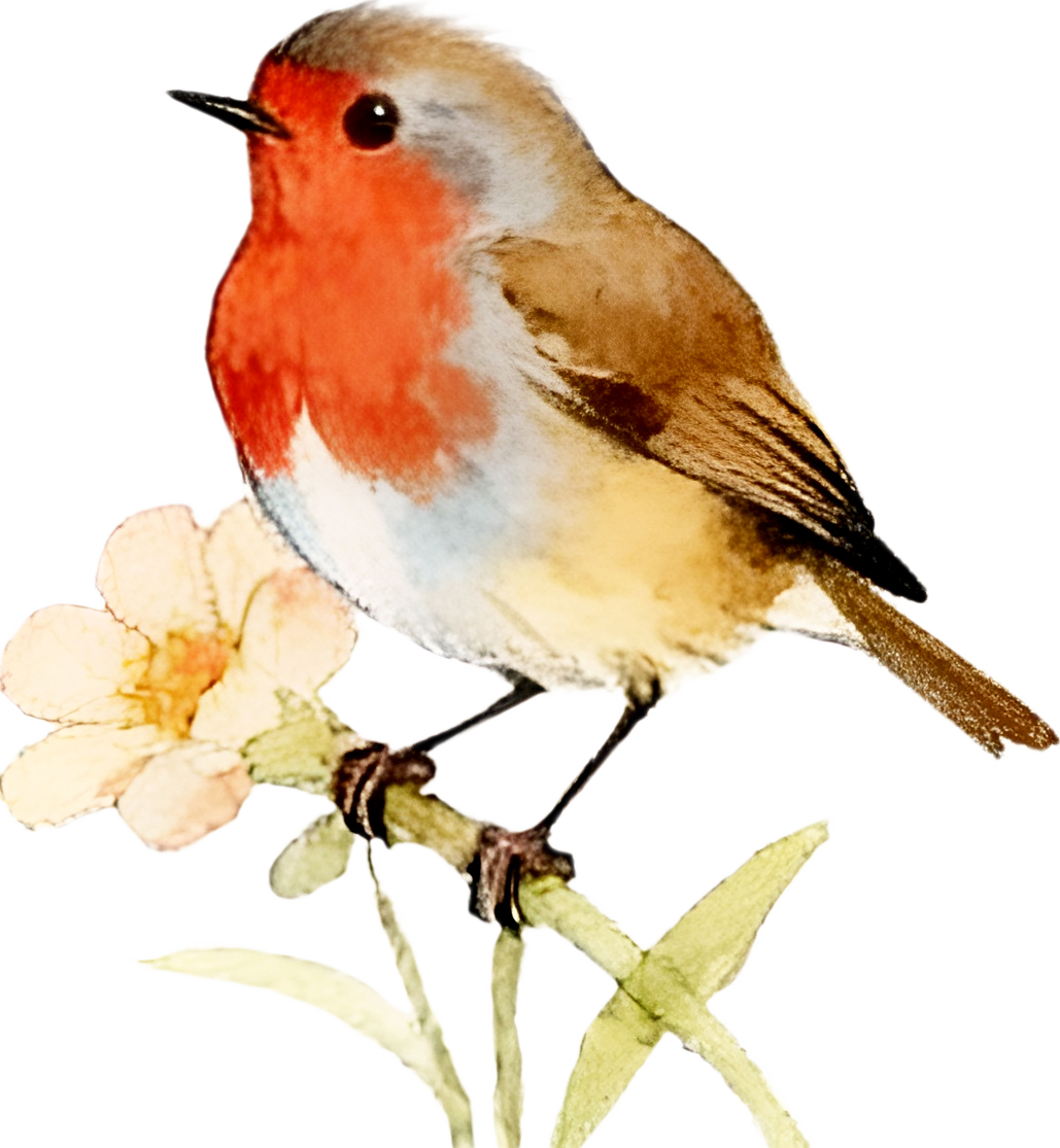 Robin illustration