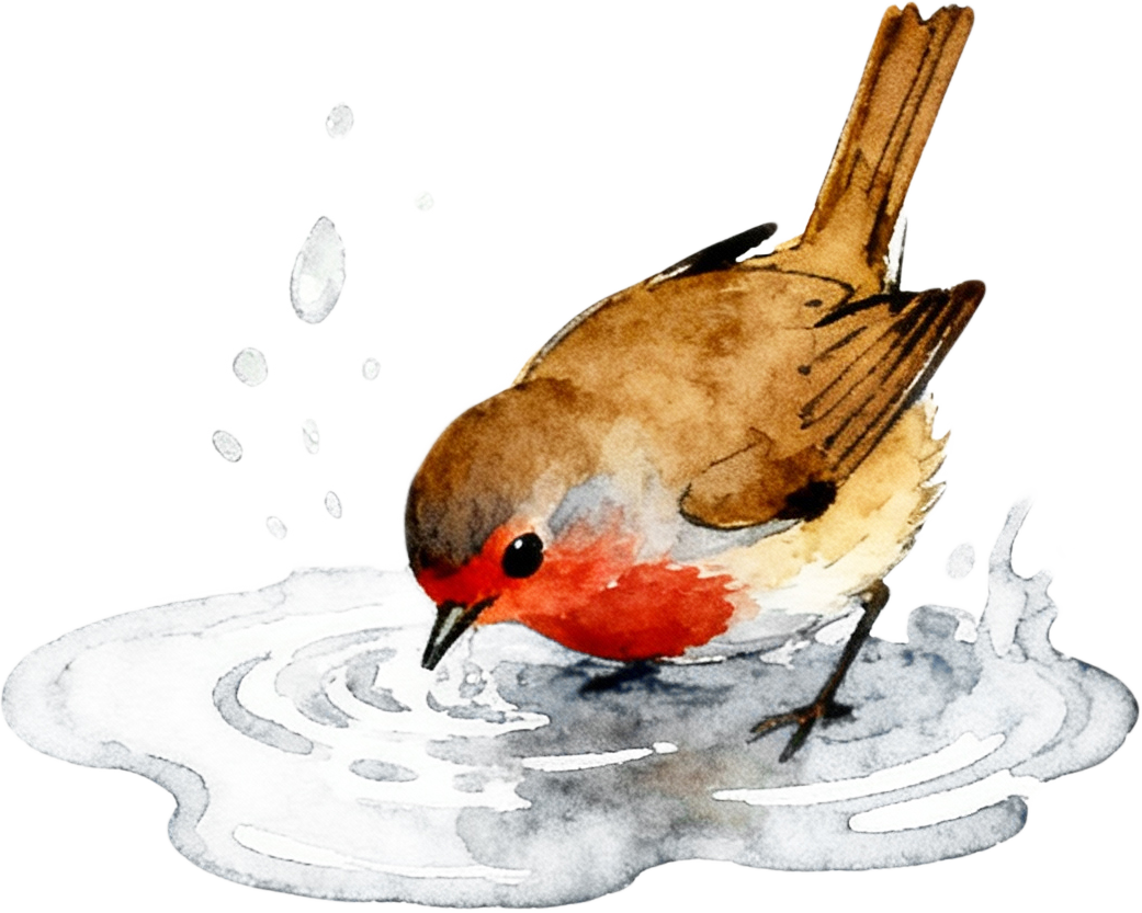 A robin bathing in a puddle